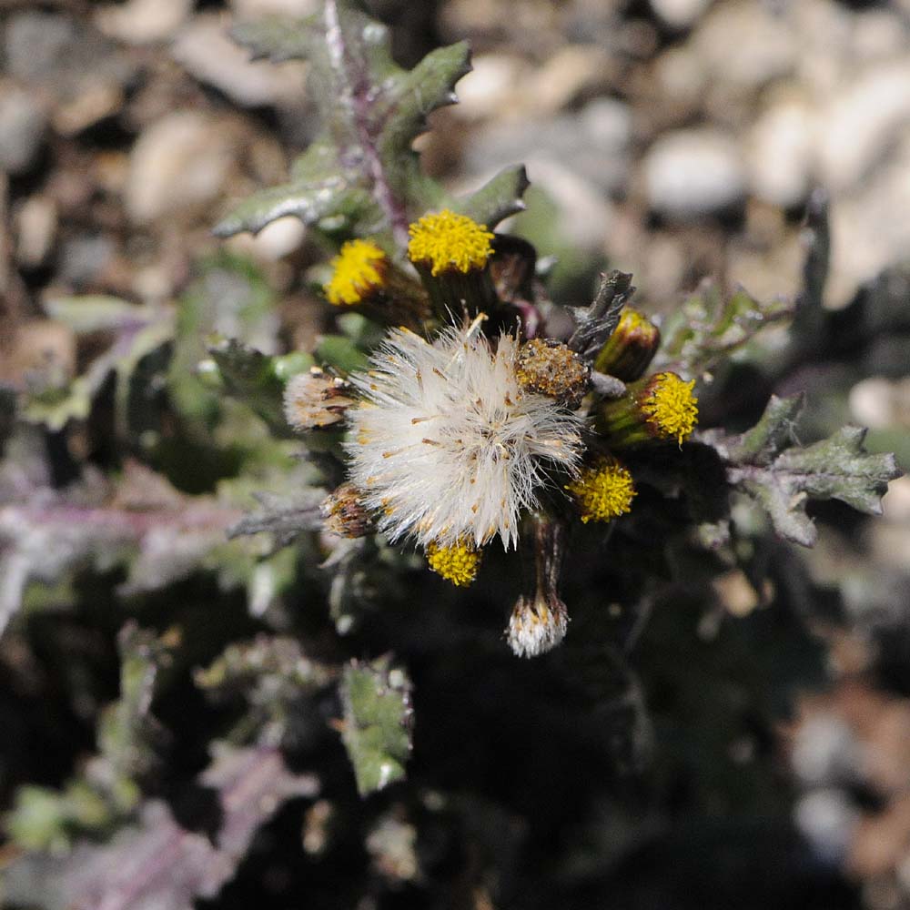 Senecio vulgaris