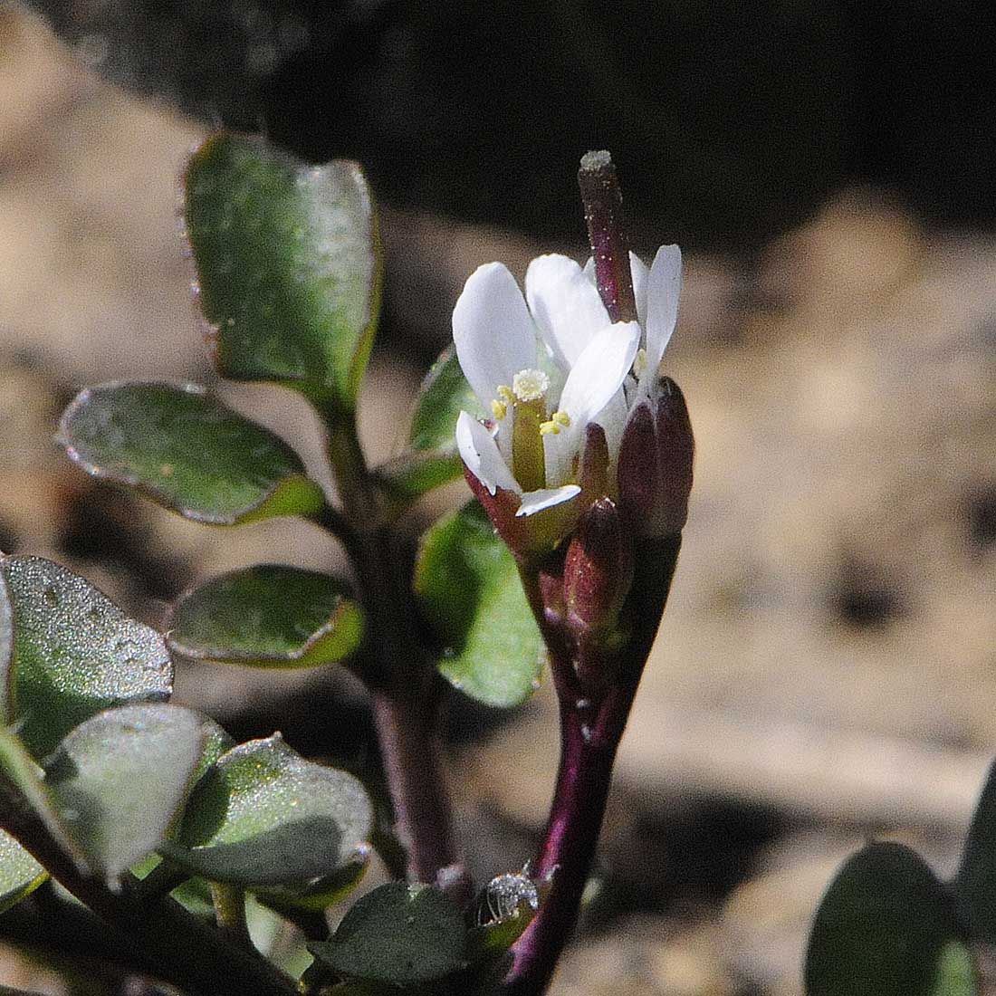 Cardamine hirsuta / Billeri primaticcio