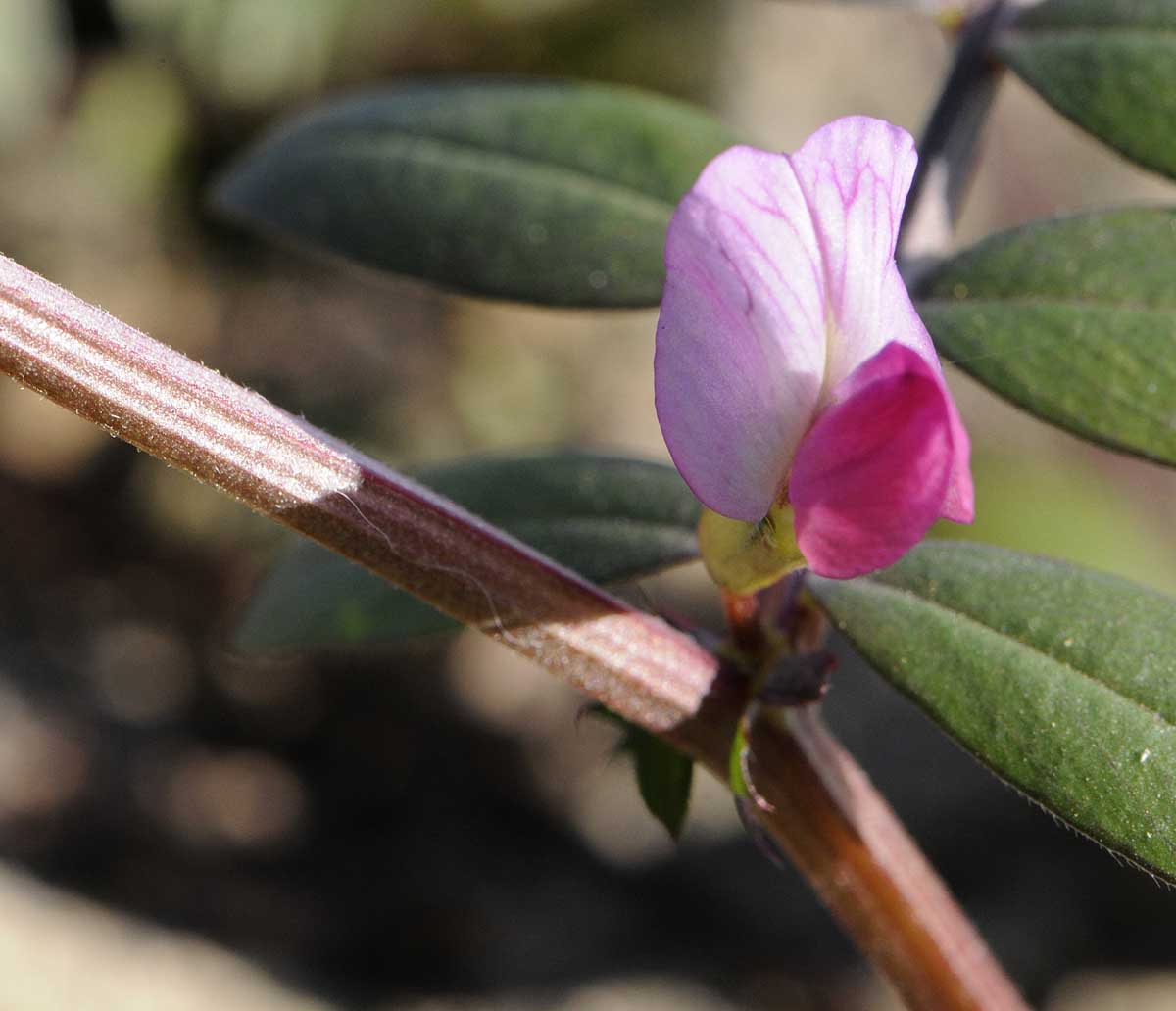 Vicia sativa s.l.