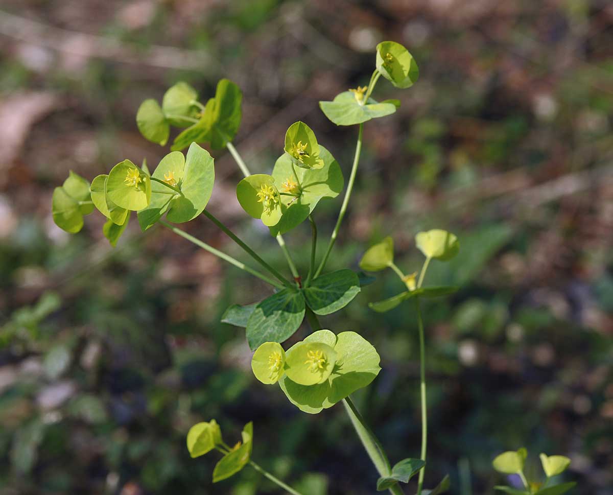 Euphorbia amygdaloides L.