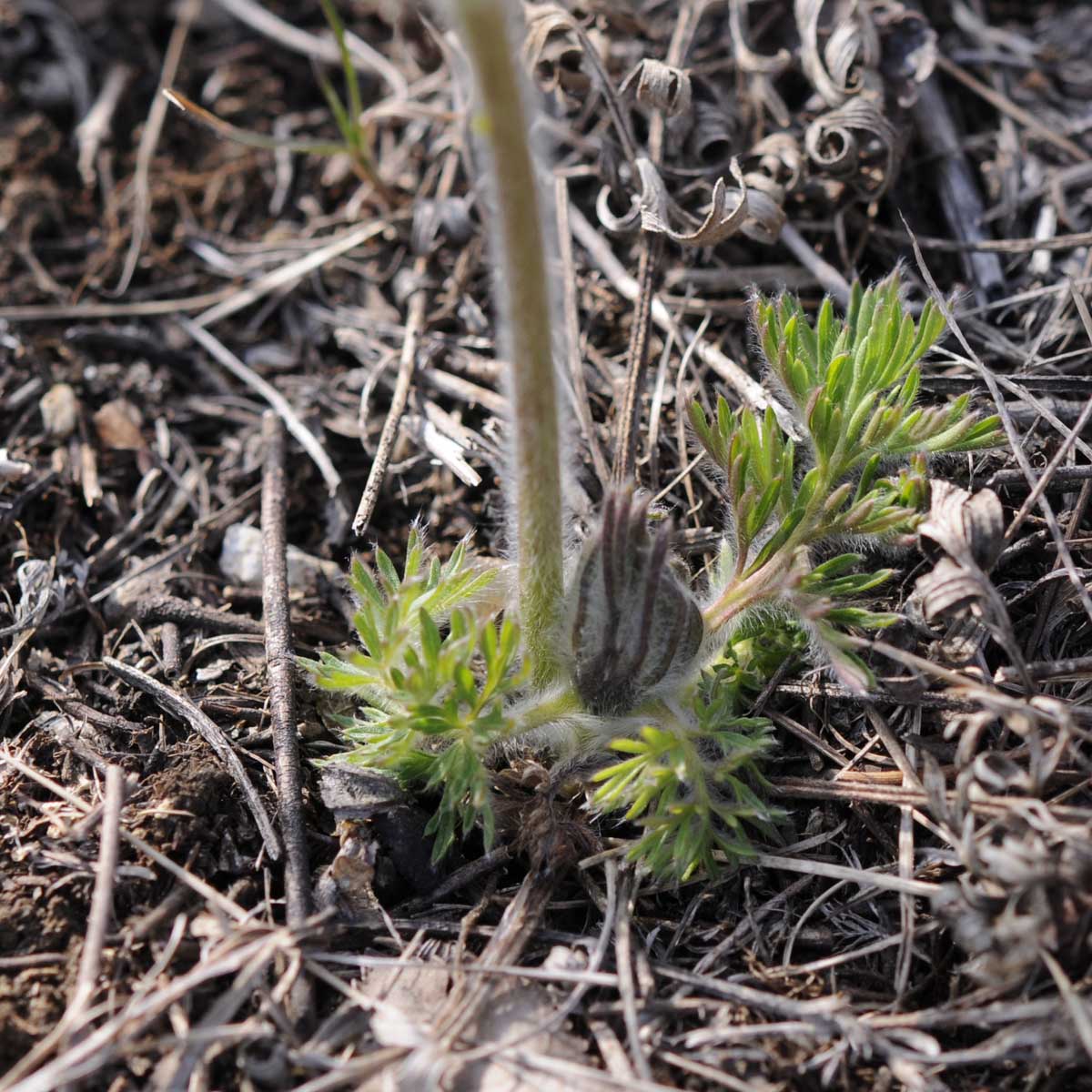 Pulsatilla montana / Anemone montana