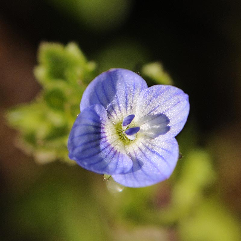 Veronica persica / Veronica di Persia