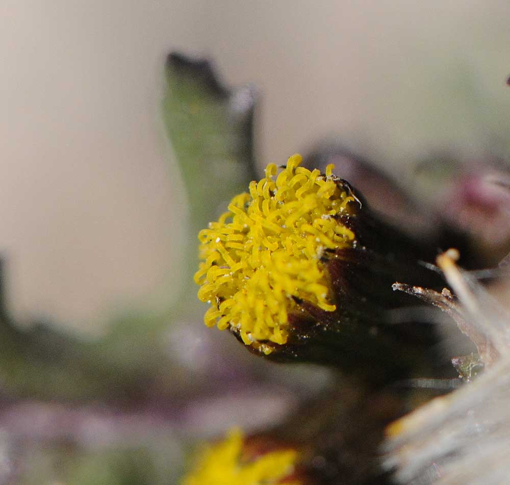 Senecio vulgaris