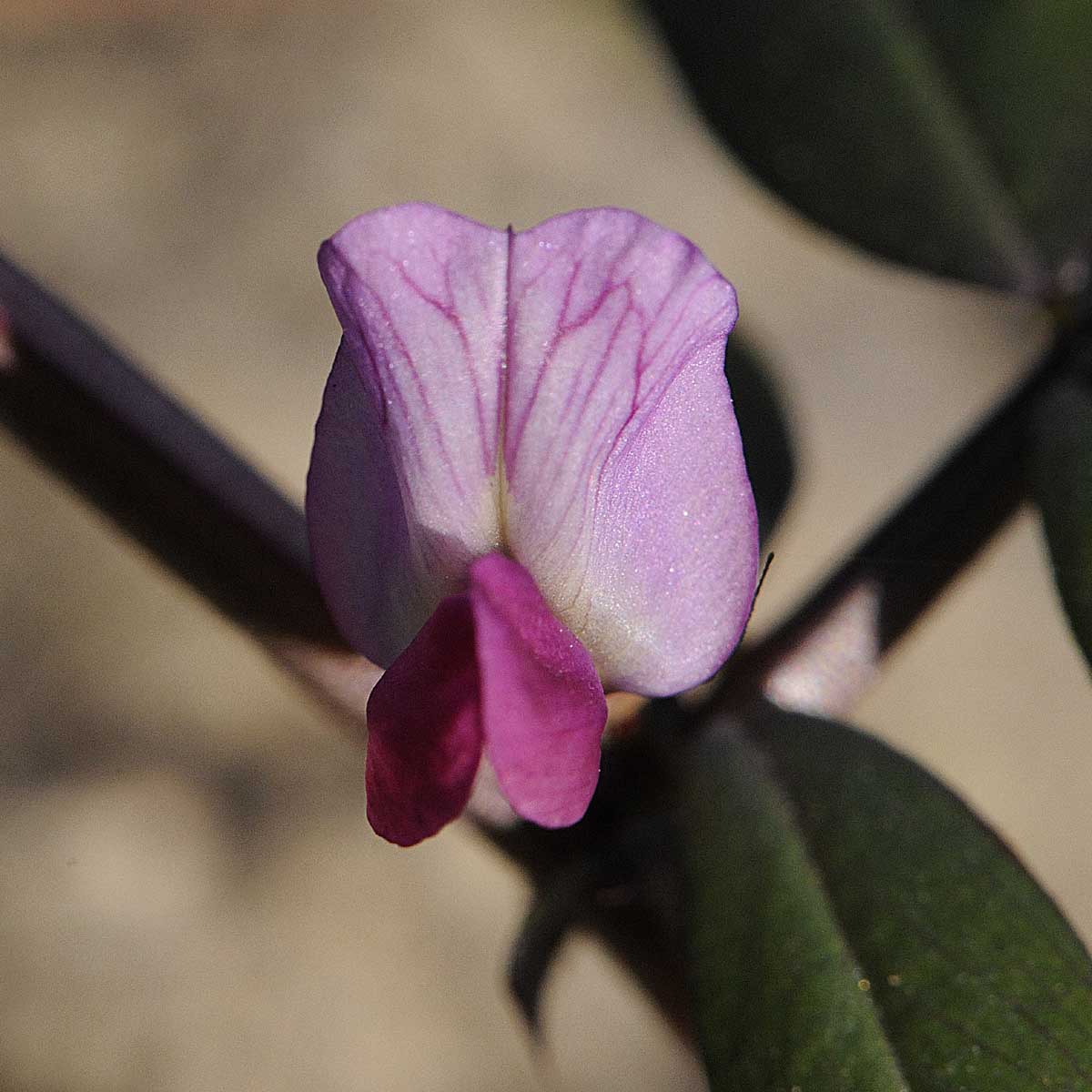 Vicia sativa s.l.