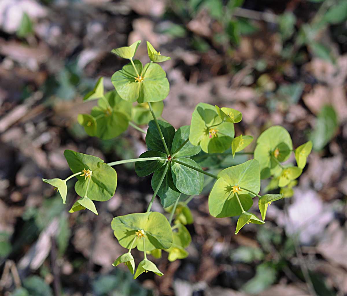 Euphorbia amygdaloides L.