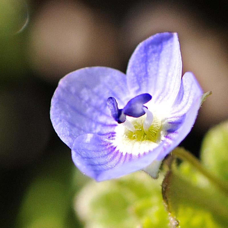 Veronica persica / Veronica di Persia