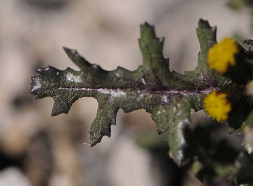 Senecio vulgaris