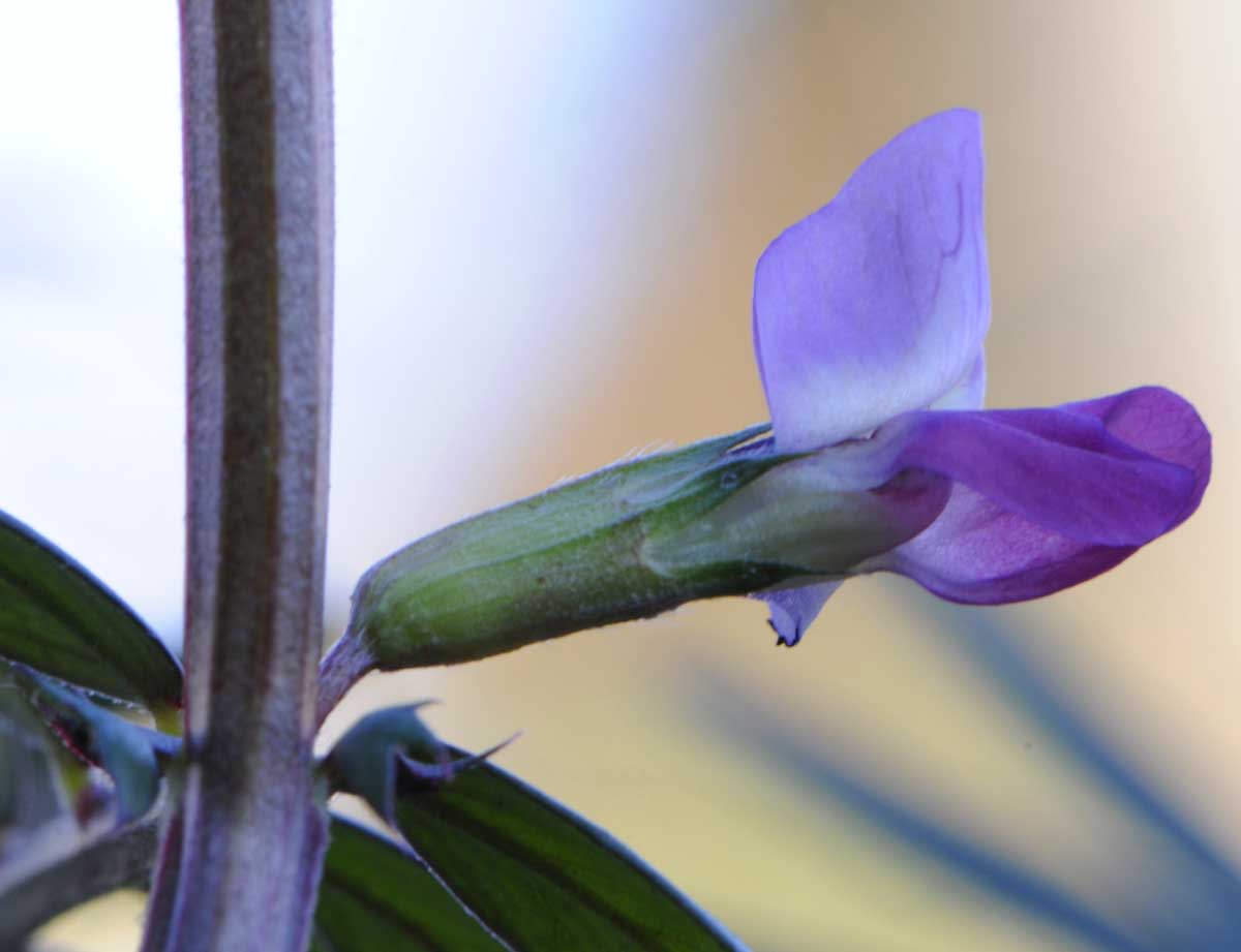 Vicia sativa s.l.