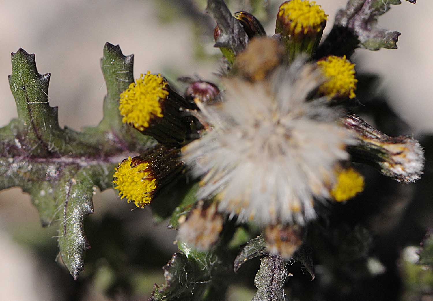 Senecio vulgaris