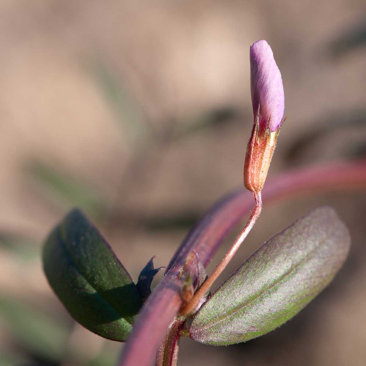 Vicia sativa s.l.