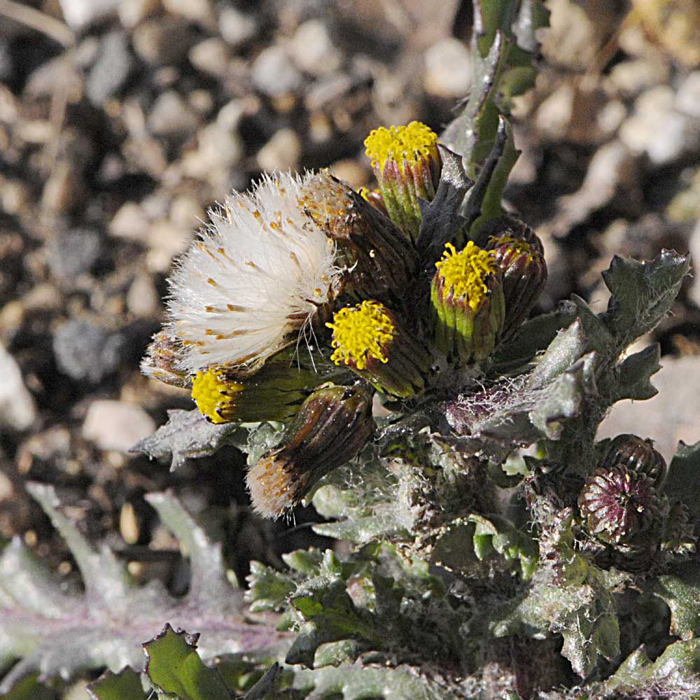 Senecio vulgaris