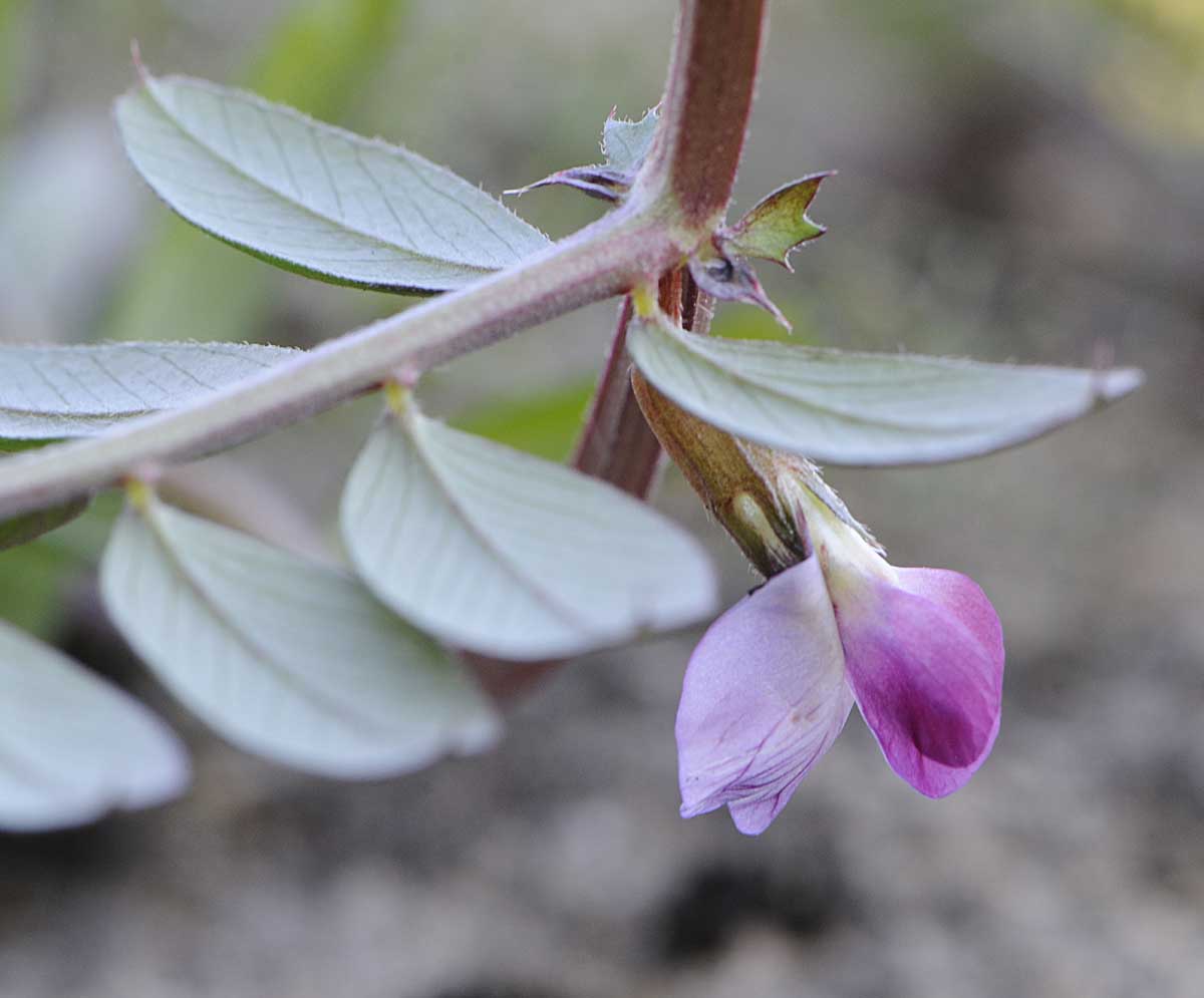 Vicia sativa s.l.