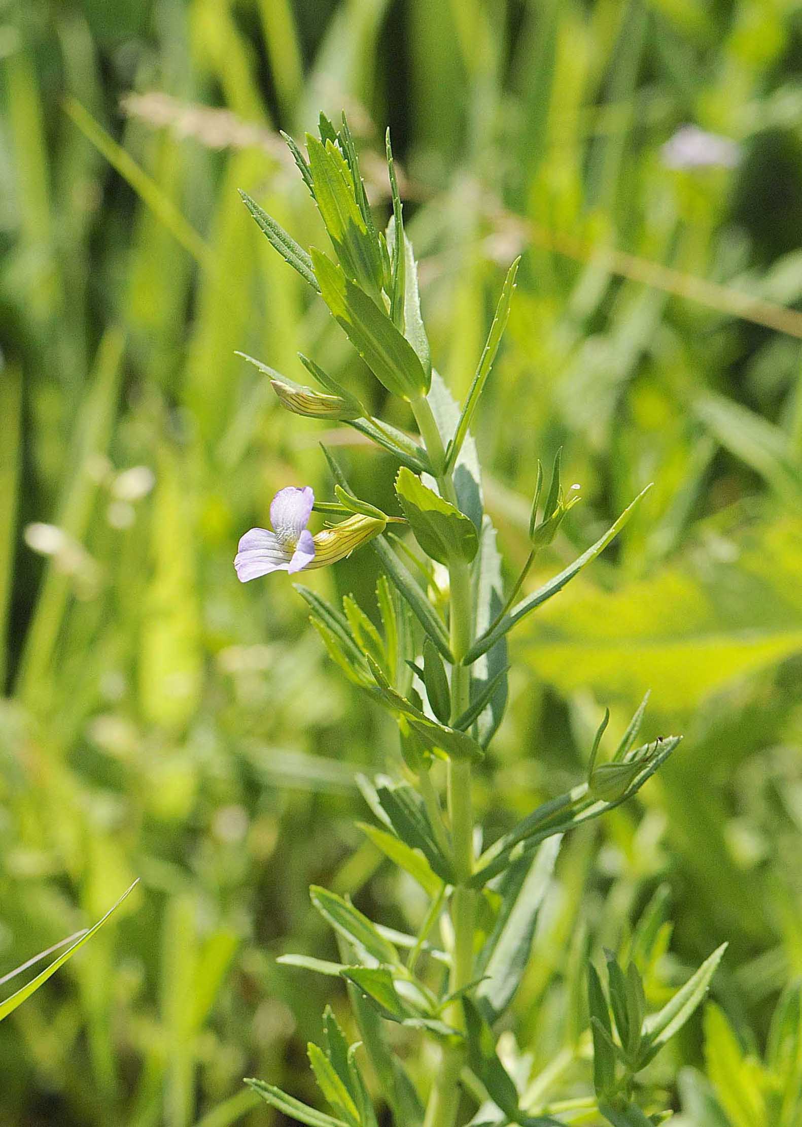 Gratiola officinalis / Gratiola, graziella