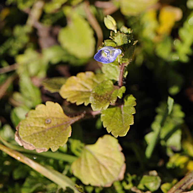 Veronica persica / Veronica di Persia