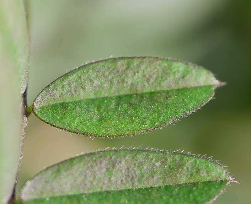 Vicia sativa s.l.