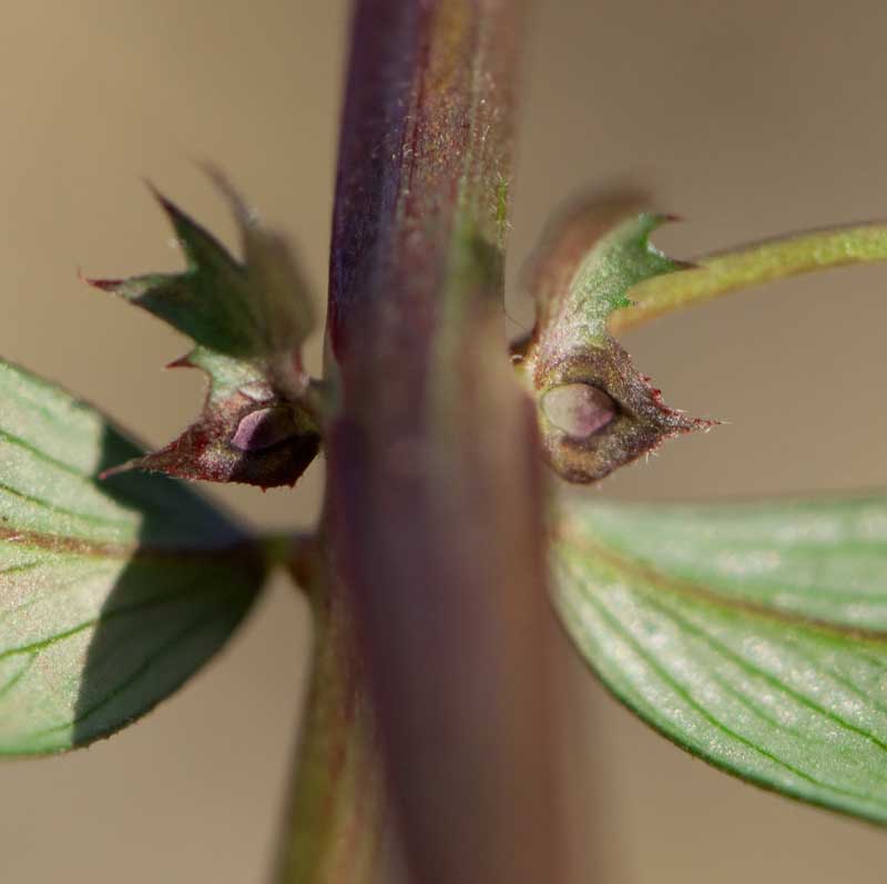 Vicia sativa s.l.