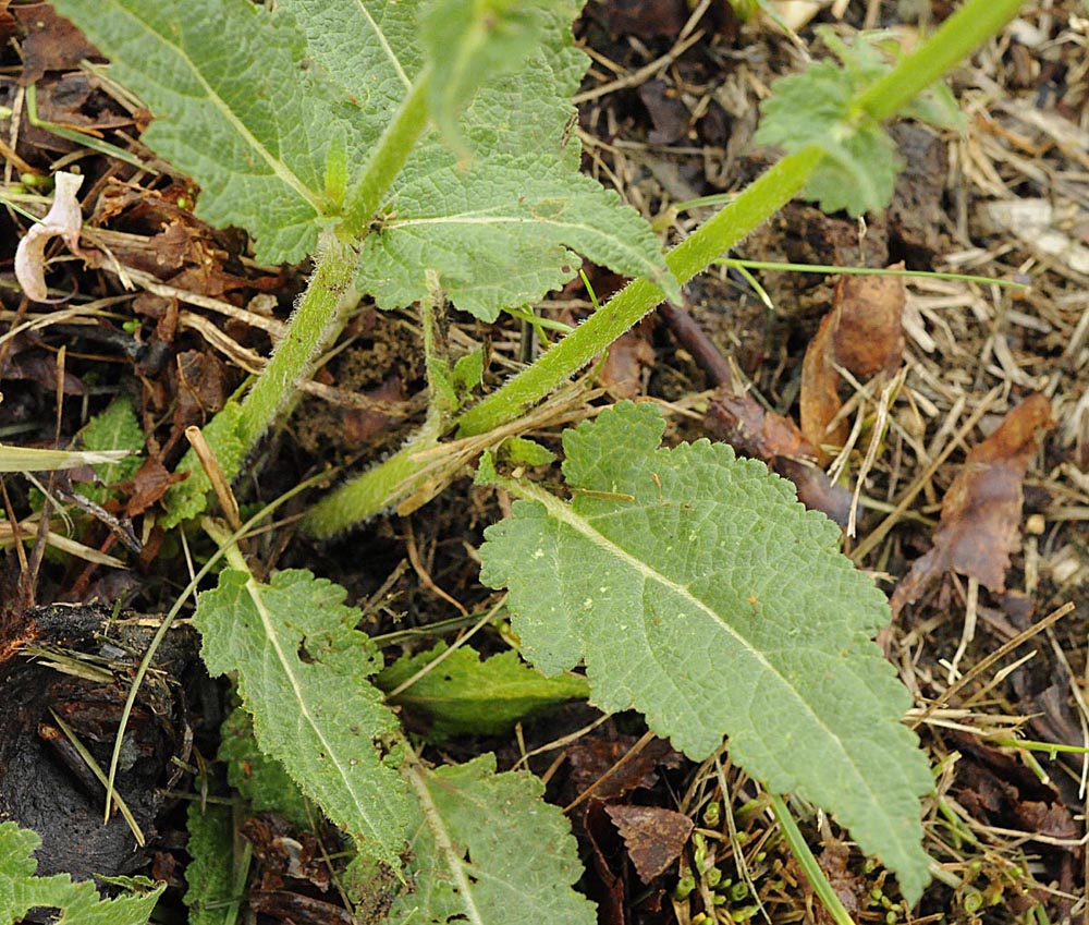 Salvia... rosa - Salvia pratensis L.