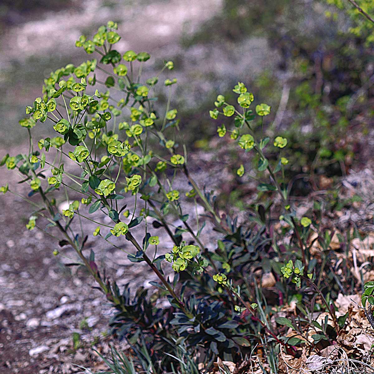 Euphorbia amygdaloides L.