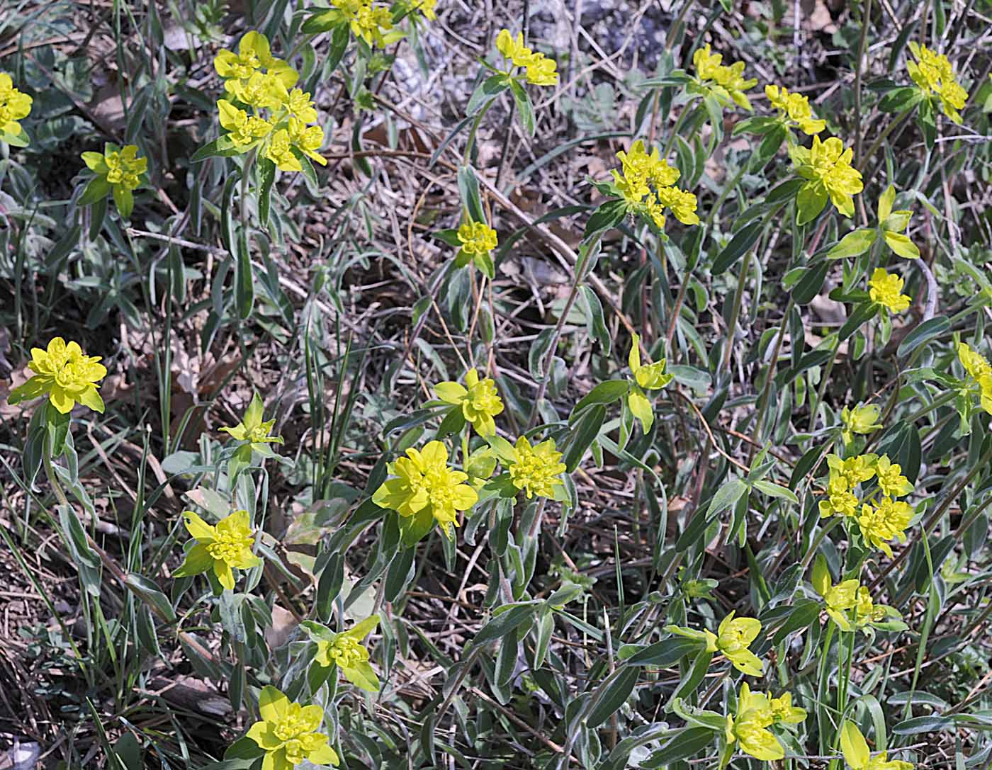 Euphorbia verrucosa / Euforbia verrucosa