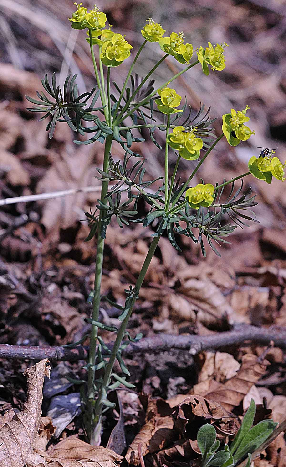 Euphorbia cyparissias L.