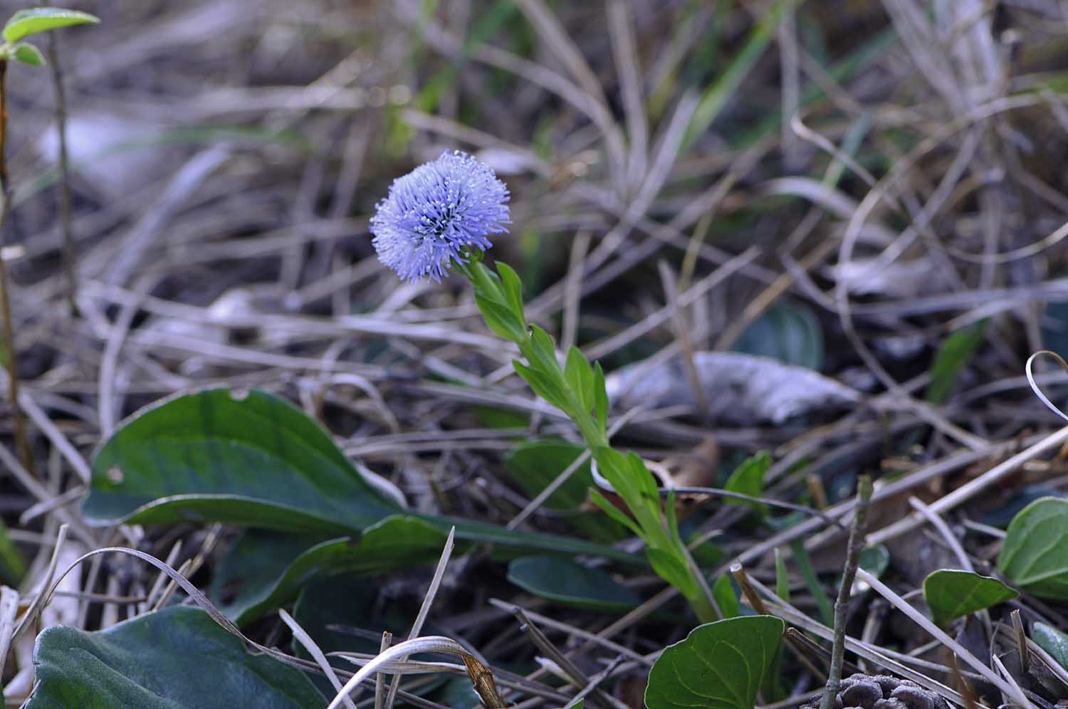 Globularia bisnagarica L.