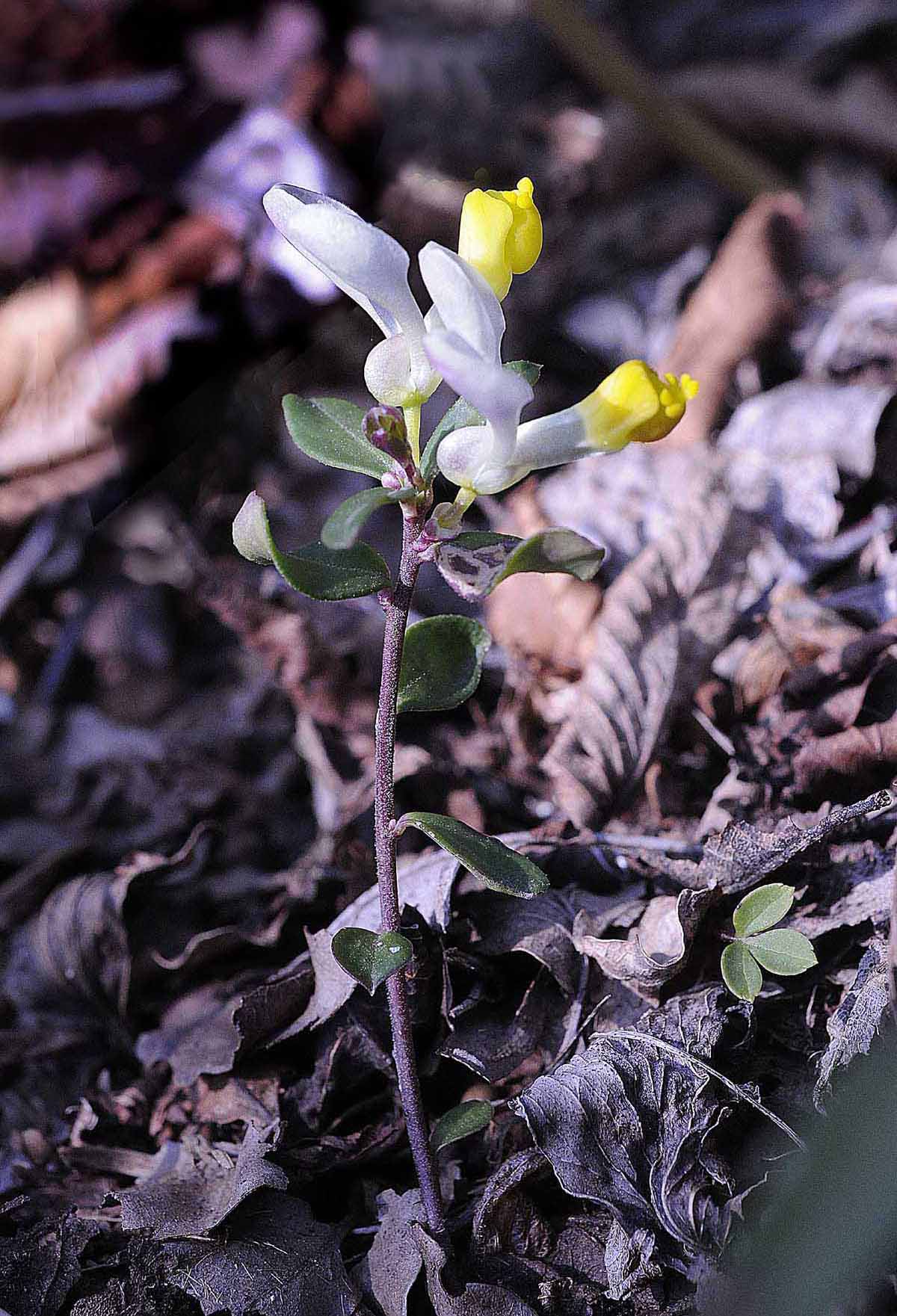 Polygala chamaebuxus