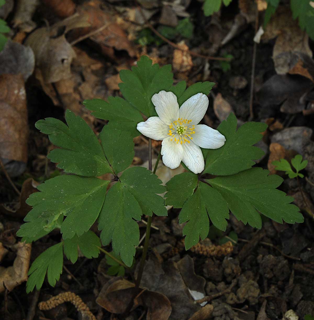 Anemone nemorosa - Anemonoides nemorosa (L.) Holub