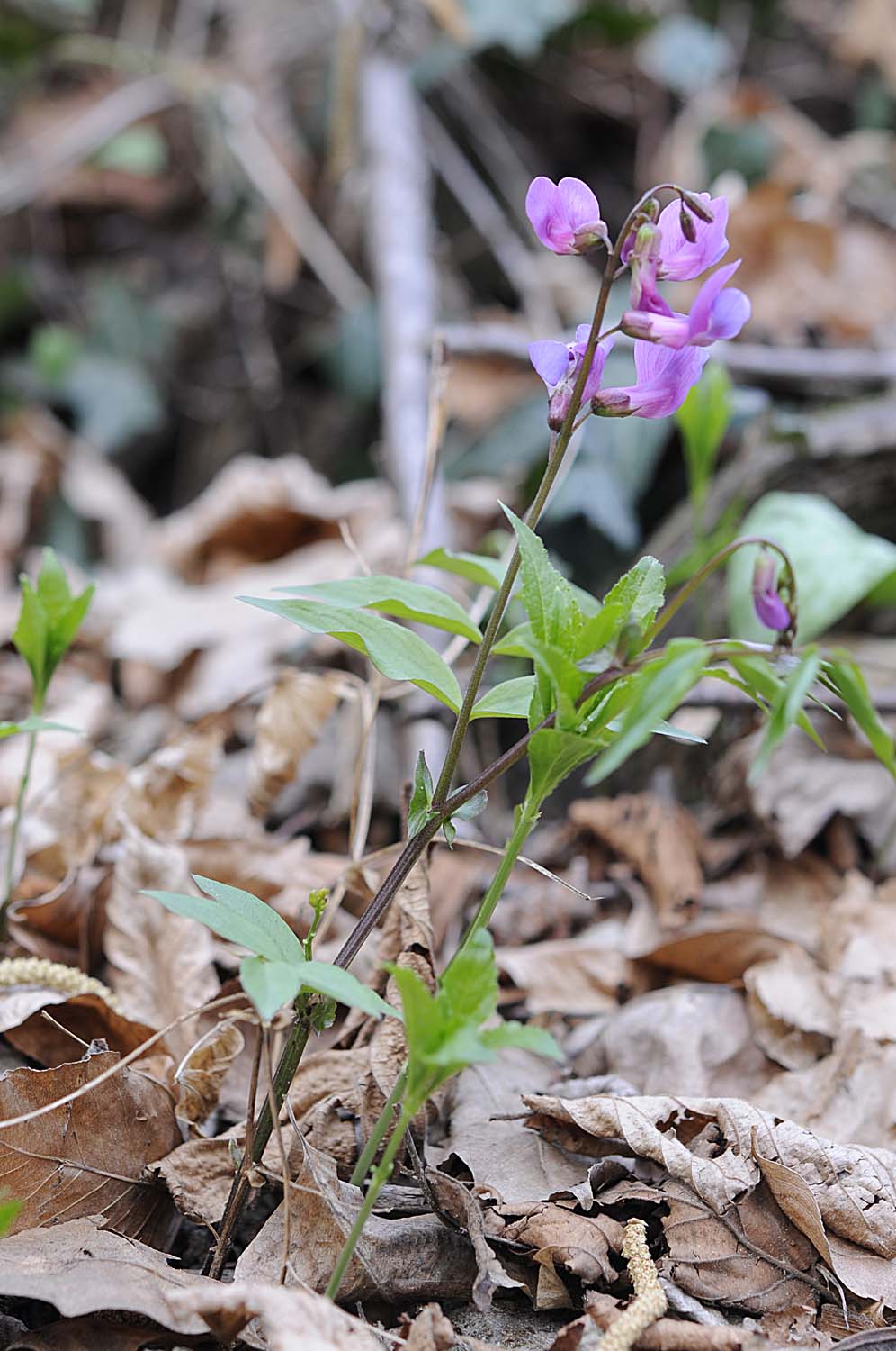 Lathyrus vernus / Cicerchia primaticcia