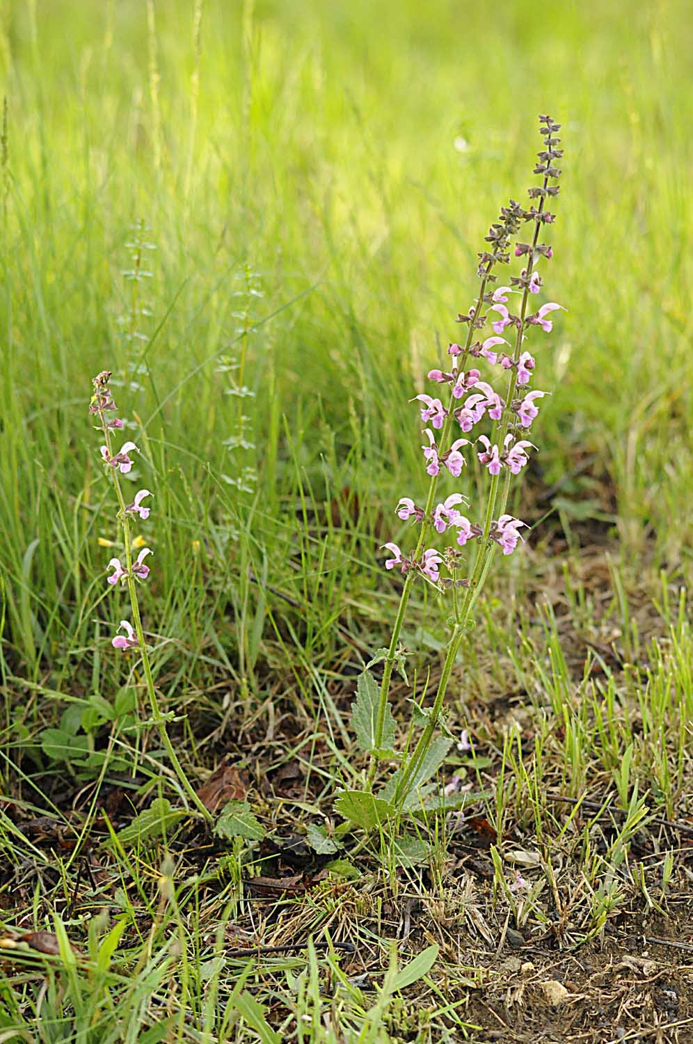 Salvia... rosa - Salvia pratensis L.