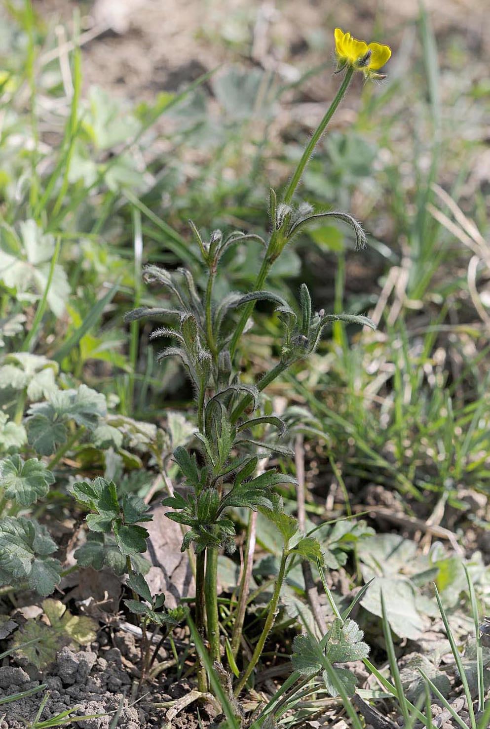 Ranunculus bulbosus / Ranuncolo bulboso