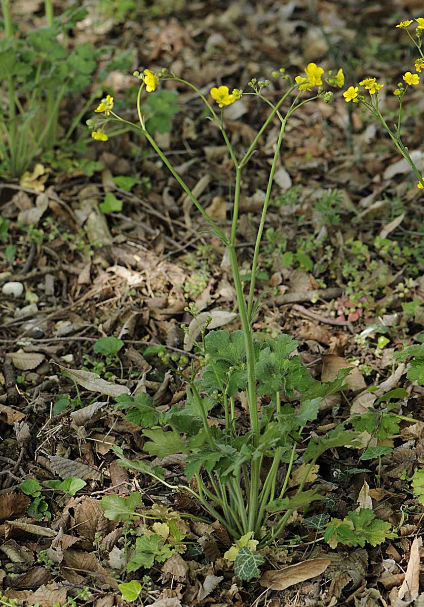 Ranunculus velutinus / Ranuncolo vellutato