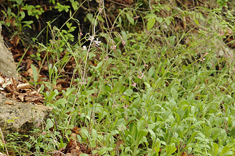 Silene nutans?