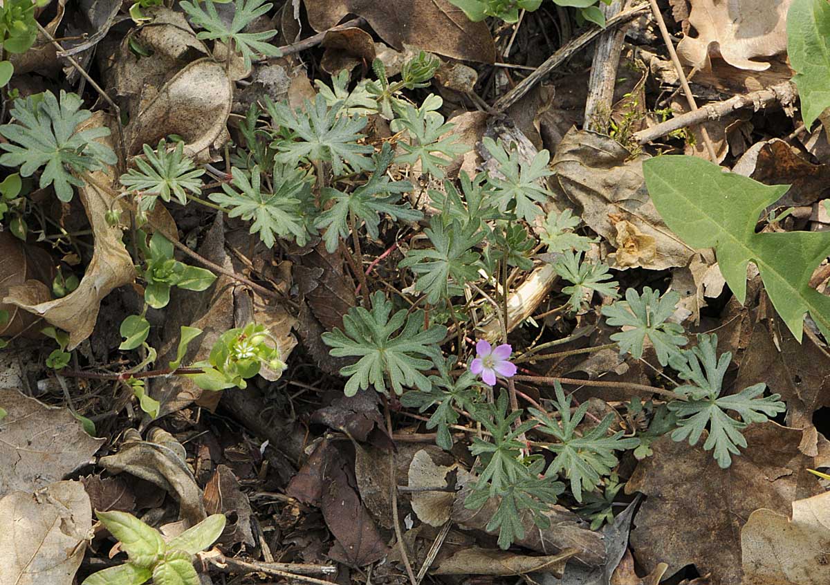 Un Geranium un p strano: Geranium columbinum