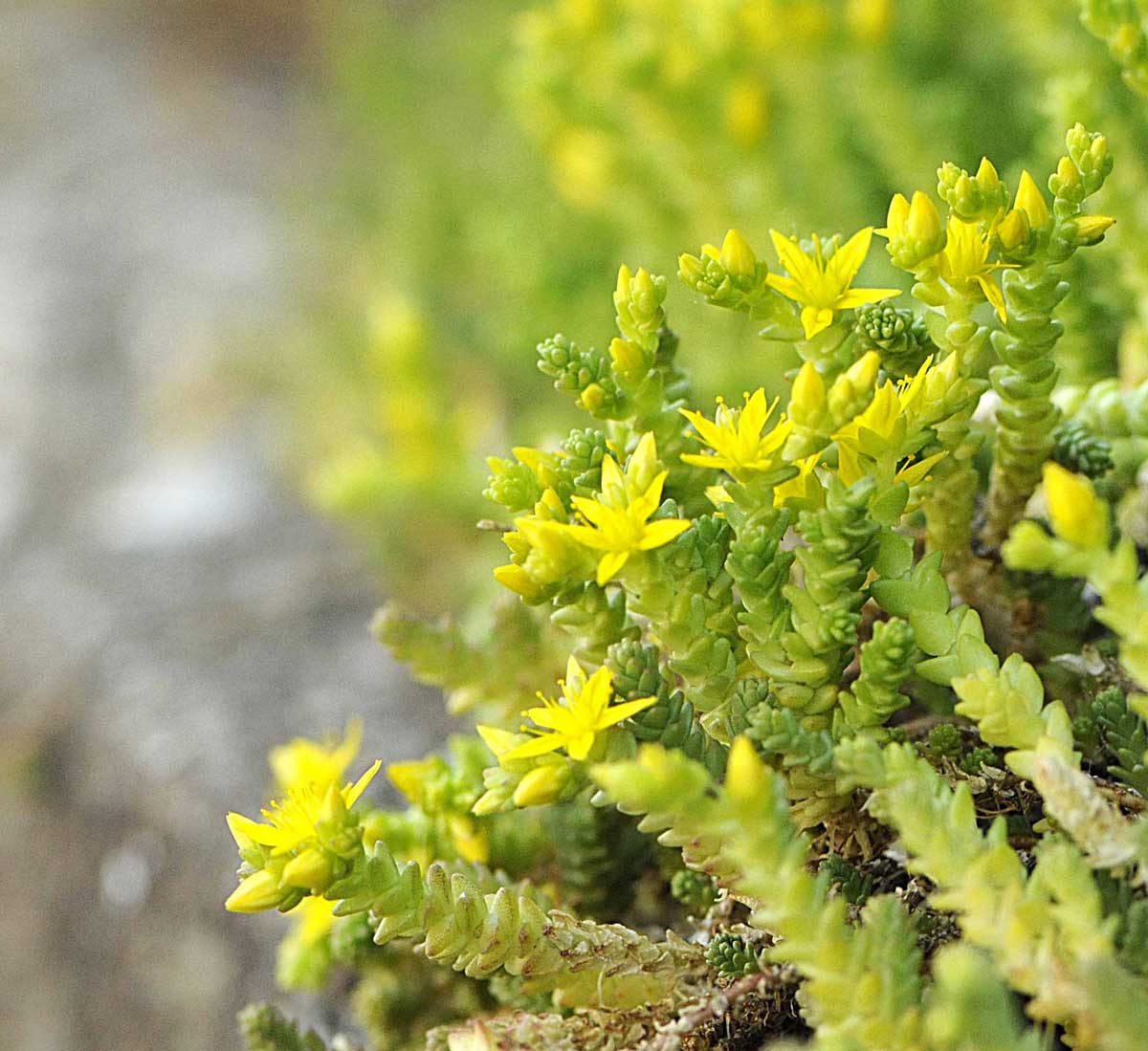 Sedum acre