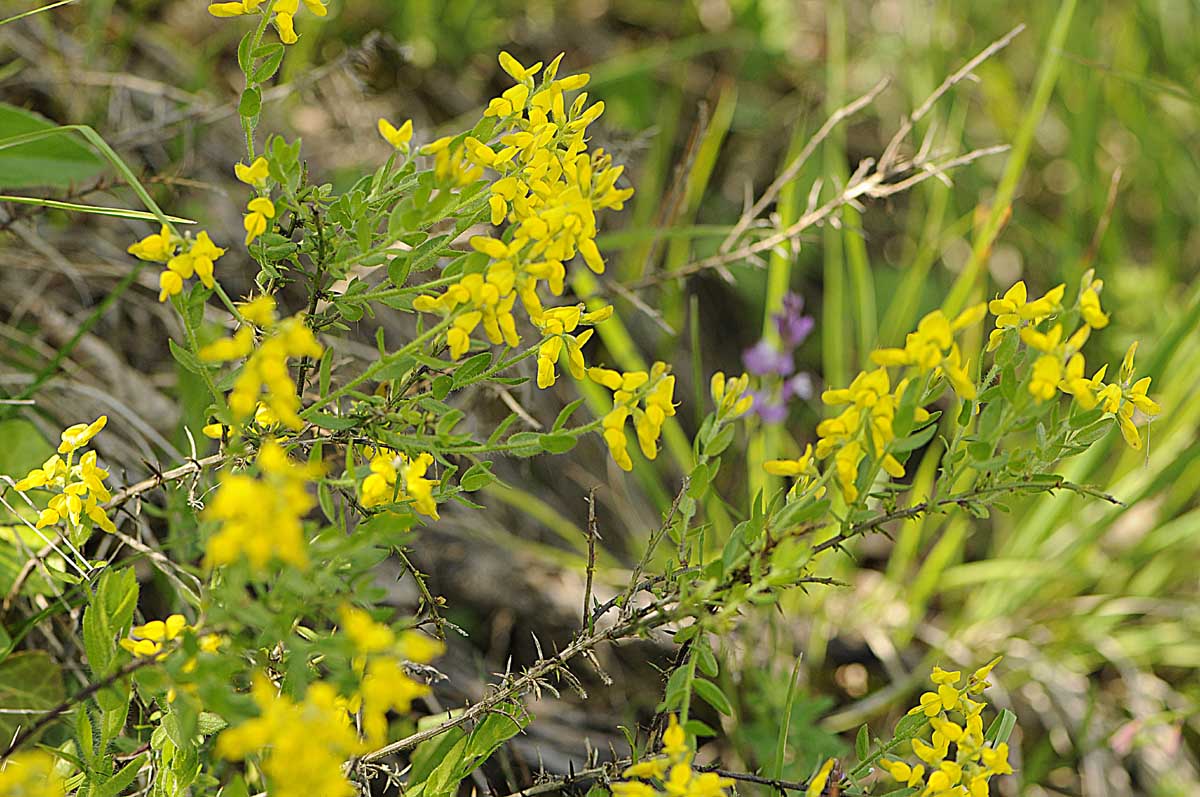 Genista germanica / Ginestra spinosa