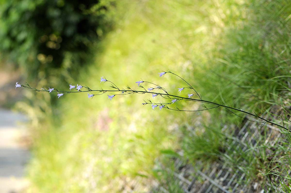 Campanula rapunculus