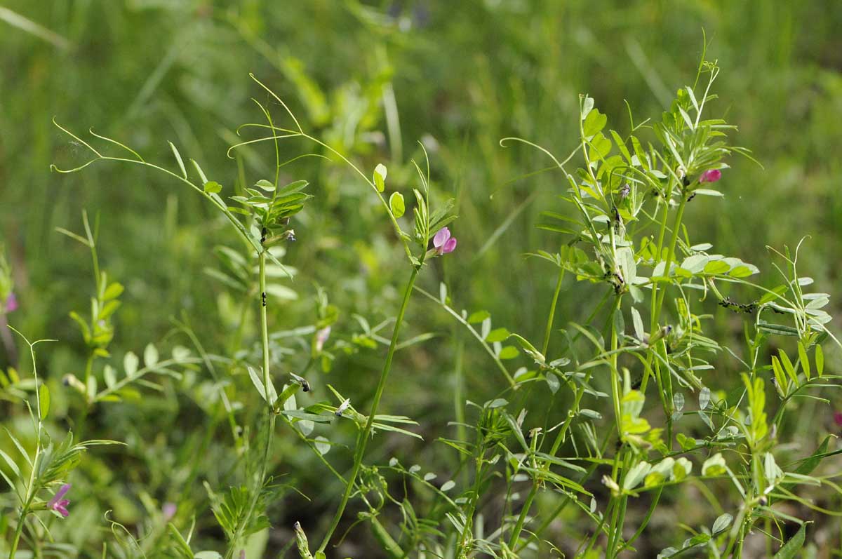 Vicia sativa subsp nigra