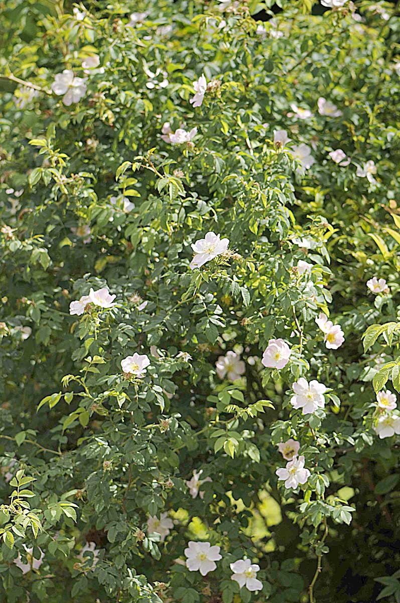 Rosa canina / Rosa canina