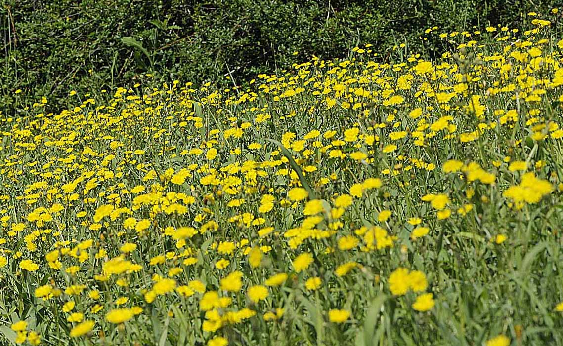 Crepis sancta