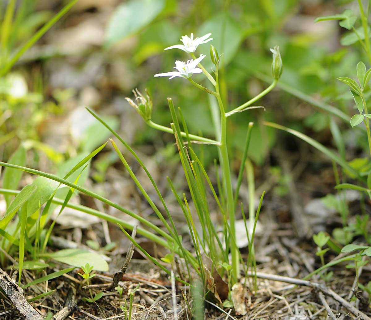 Ornithogalum divergens / Latte di gallina divergente