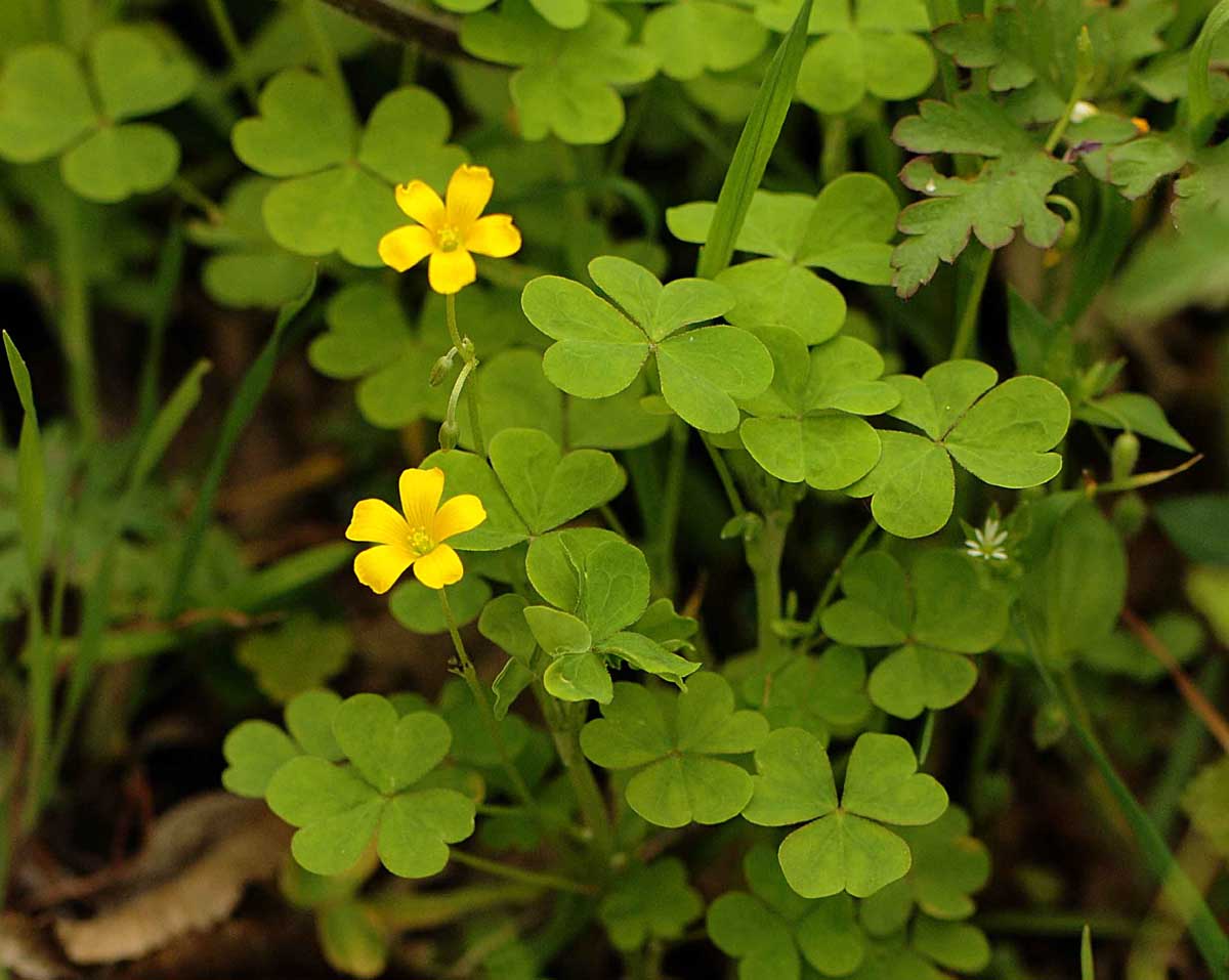 Oxalis dillenii / Acetosella di Dillenius