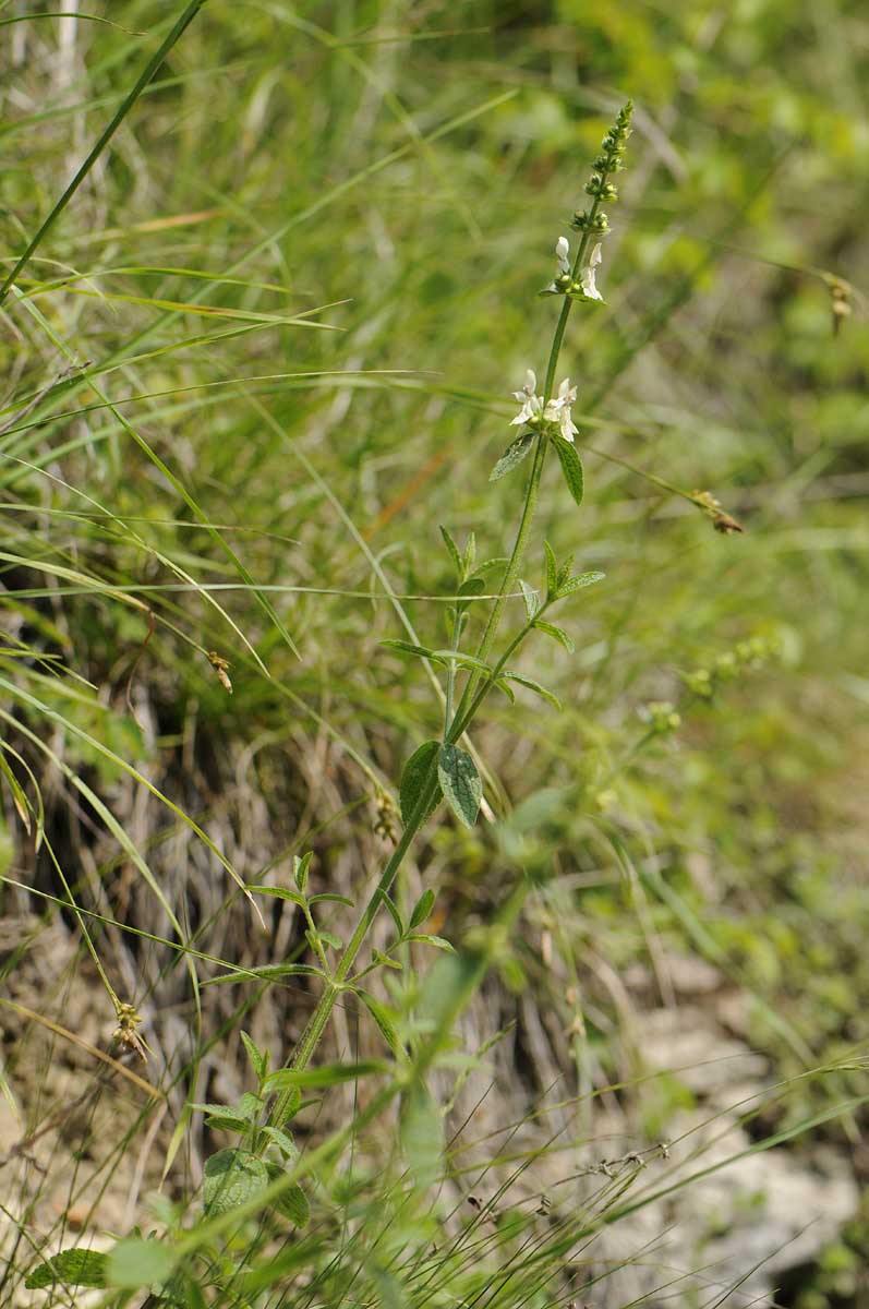 Stachys recta s.l.