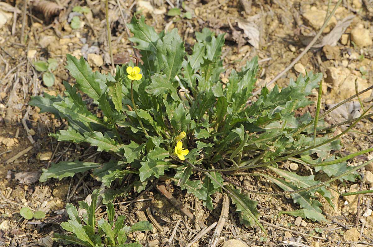 Diplotaxis muralis / Ruchetta dei muri