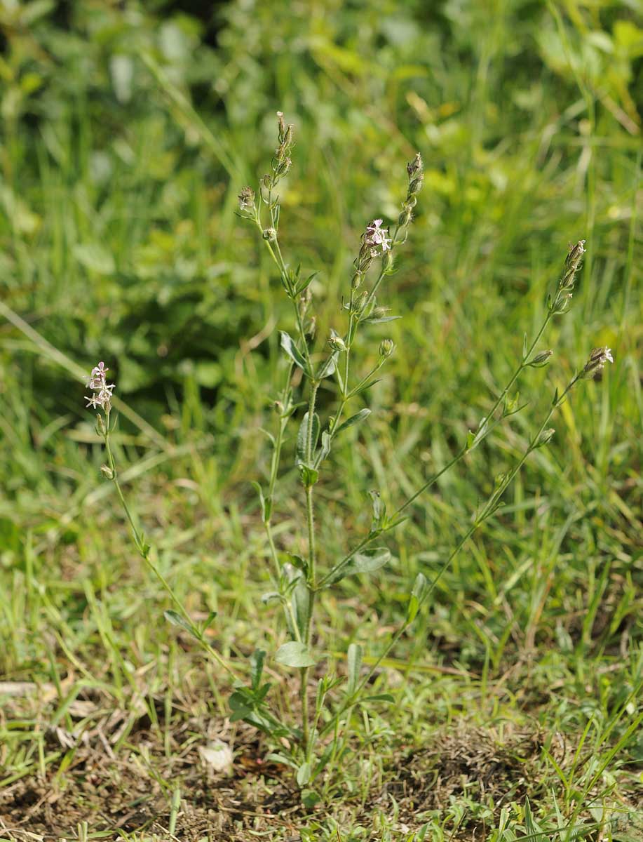 Silene gallica