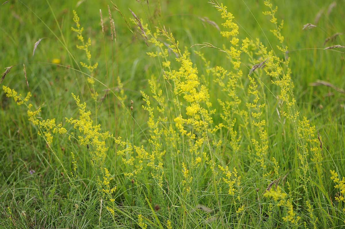 Galium verum?