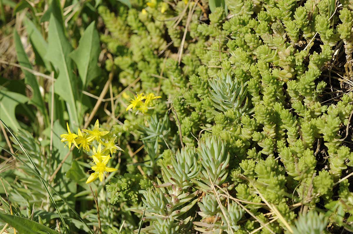 Sedum sexangulare / Borracina insipida