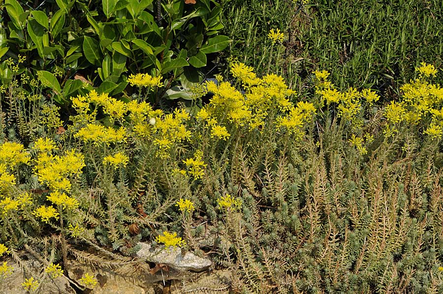 Petrosedum montanum (=Sedum motanum) / Borracina montana