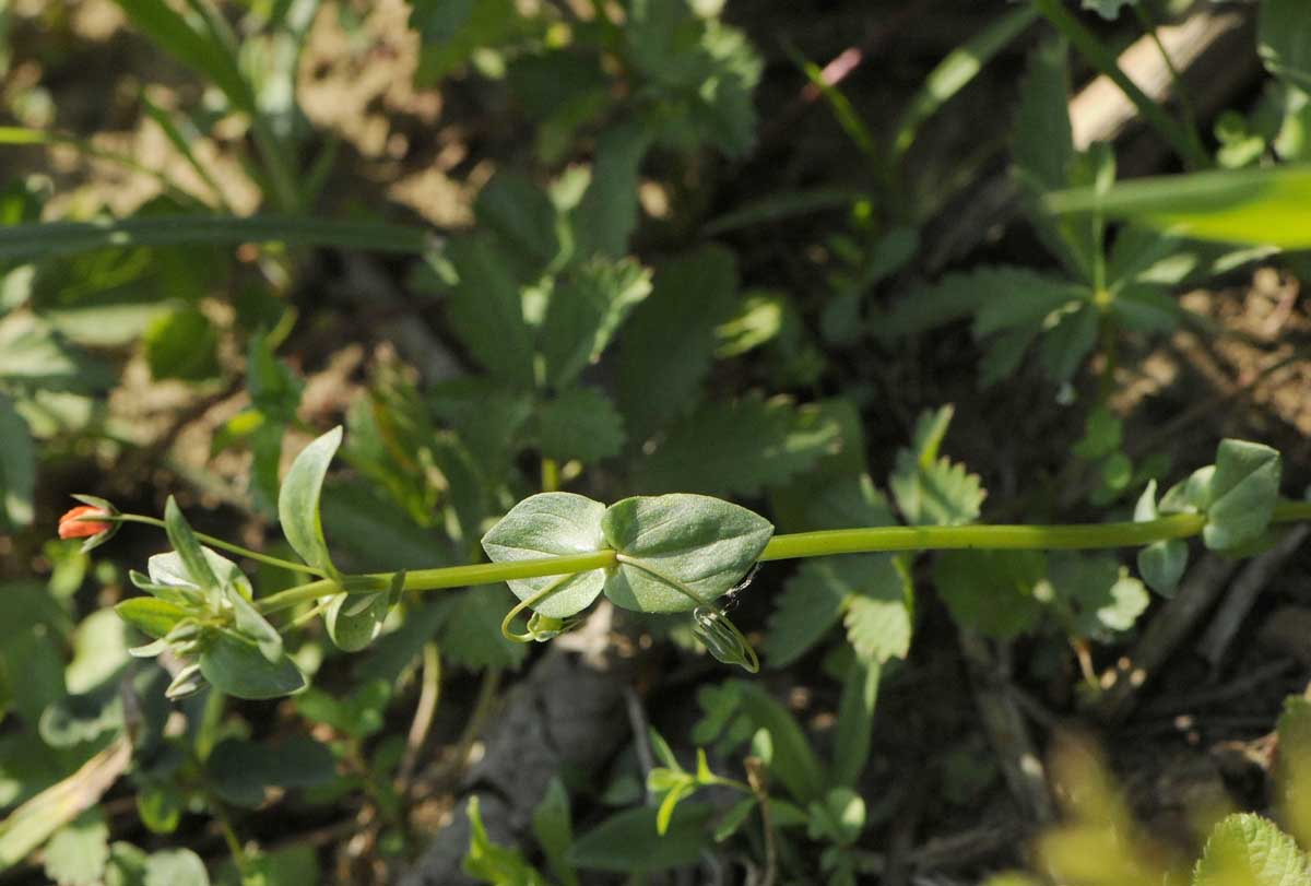 Lysimachia (=Anagallis) arvensis