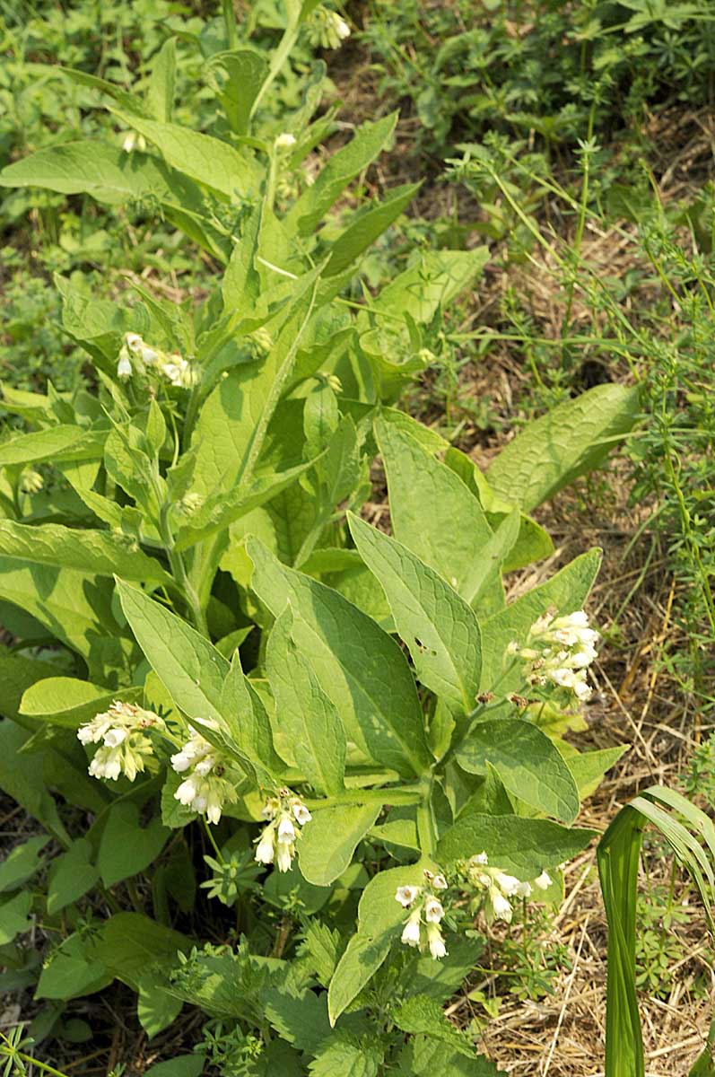 Symphytum officinale / Consolida maggiore