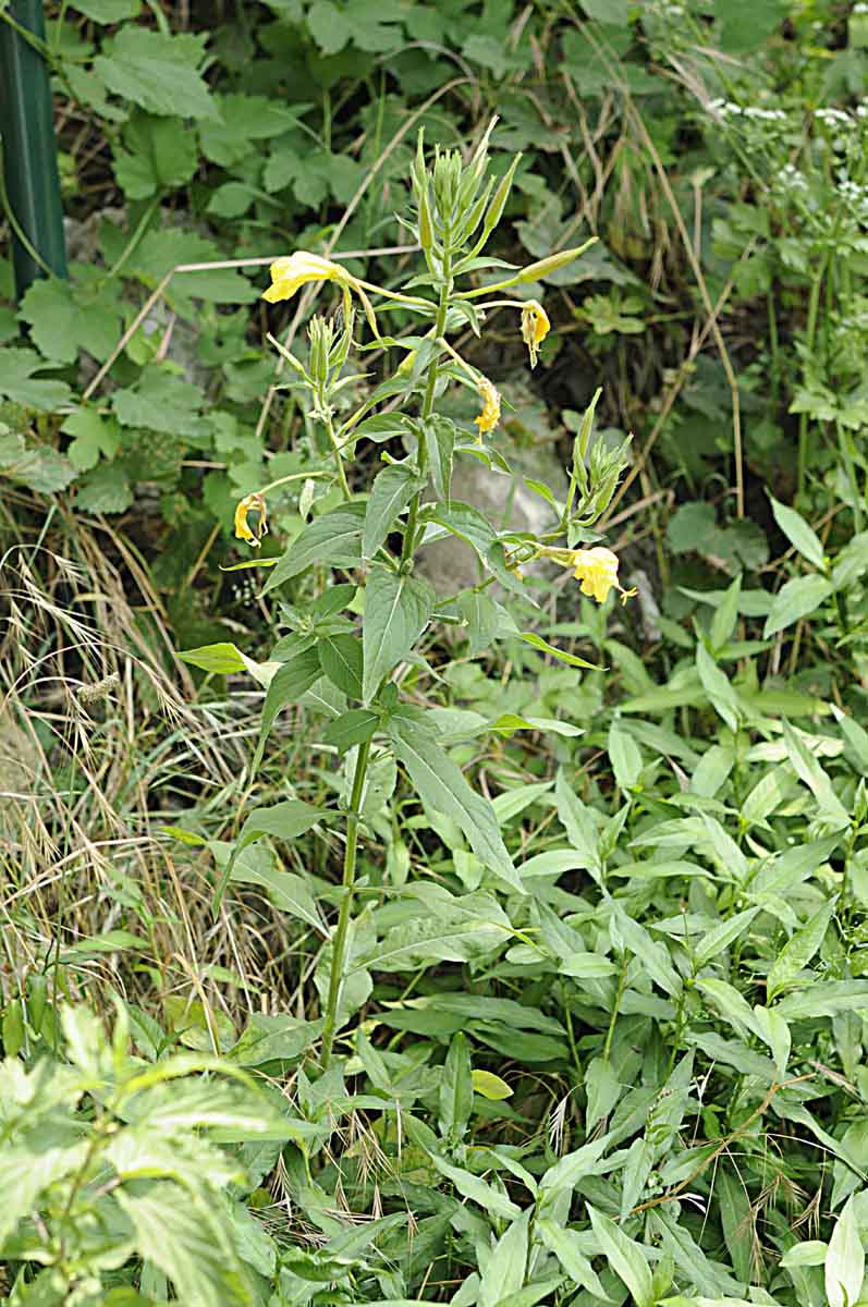 Oenothera glazioviana / Enagra di Lamark